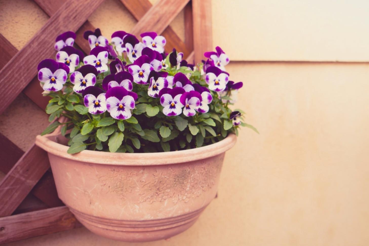 Plant care guide reference material
